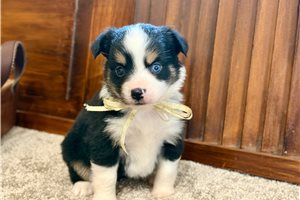 Maria - Miniature Australian Shepherd for sale
