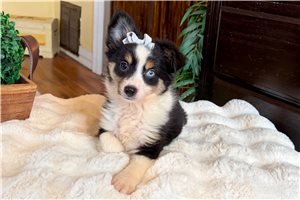 Maria - Miniature Australian Shepherd for sale