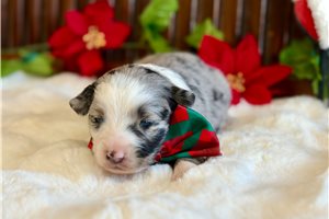 Pickles - Miniature Australian Shepherd for sale