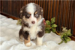 Coco - Miniature Australian Shepherd for sale