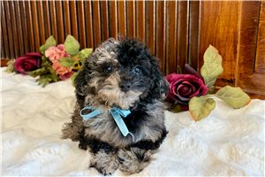 Quincy - puppy for sale