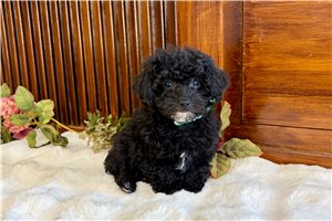 Quintus - puppy for sale