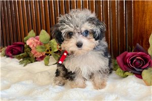 Quartz - puppy for sale