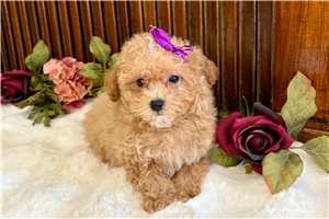 Queenie - Poodle, Miniature for sale