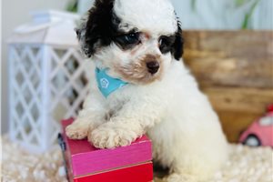 Diego - Poodle, Miniature for sale