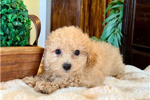 Simon - Poodle, Toy for sale