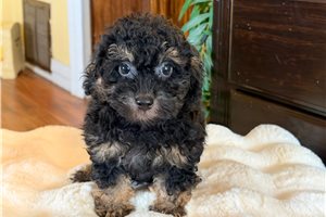 Stuart - puppy for sale