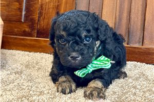 Stuart - Poodle, Toy for sale
