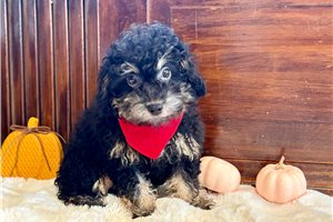 Stuart - Toy Poodle for sale