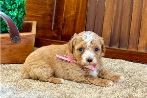 Shayna - Poodle, Toy for sale