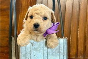 Simon - puppy for sale