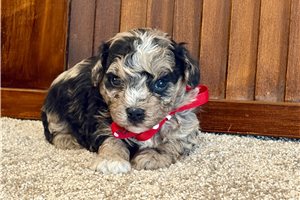 Sawyer - Poodle, Toy for sale