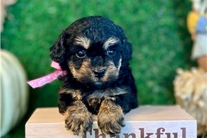 Rica - Toy Poodle for sale