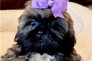 Marlee - puppy for sale