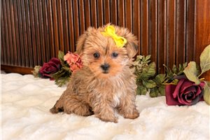 Posey - Shorkie for sale