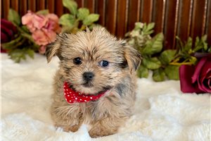 Pistol - Shorkie for sale