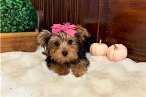 Erica - Yorkie for sale