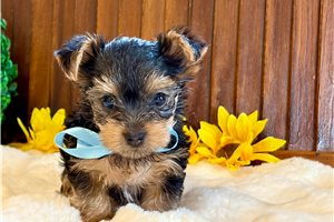 Erica - Yorkshire Terrier - Yorkie for sale