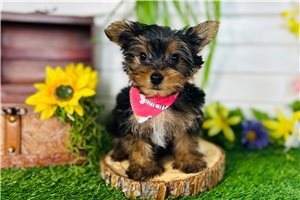 Alfie - Yorkshire Terrier - Yorkie for sale
