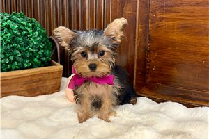Elena - Yorkie for sale