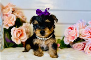 Leilani - puppy for sale