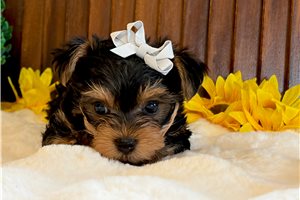 Elena - puppy for sale