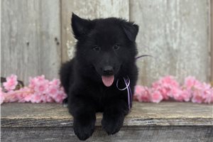 Ivey - puppy for sale