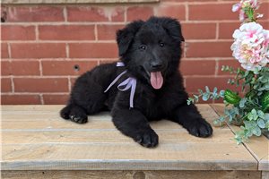 Luna - puppy for sale