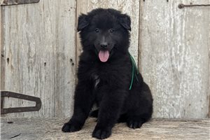 Cooper - puppy for sale