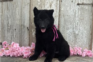 Annie - Belgian Sheepdog for sale