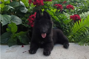 Shadow - Belgian Sheepdog for sale
