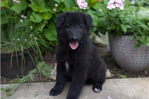 Red Boy - puppy for sale