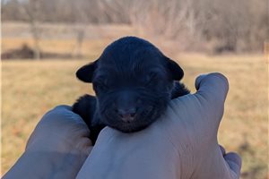 Heidi - Belgian Sheepdog for sale