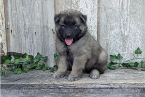 Leo - puppy for sale
