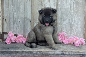 Leah - Belgian Tervuren for sale