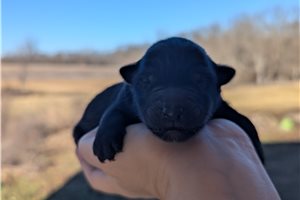 Chief - Belgian Sheepdog for sale