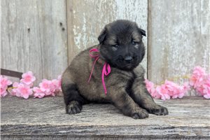 Lucy - Belgian Tervuren for sale