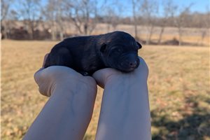 Greta - Belgian Sheepdog for sale