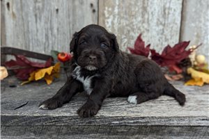 Loki - Portuguese Water Dog for sale