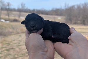 Tuxx - Portuguese Water Dog for sale