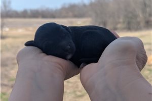 Ulysses - Portuguese Water Dog for sale