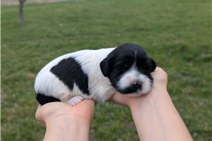 Ulani - Portuguese Water Dog for sale
