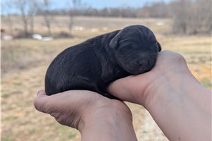 Uriel - Portuguese Water Dog for sale