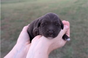 Lady - Portuguese Water Dog for sale