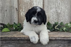 Toby - Portuguese Water Dog for sale