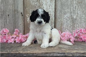 Tiny - Portuguese Water Dog for sale