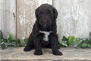 Valor - Portuguese Water Dog for sale