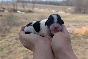 Tiny - Portuguese Water Dog for sale