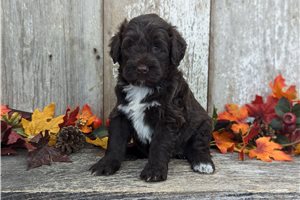 Pixie - Portuguese Water Dog for sale