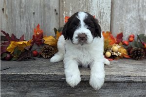Leah - puppy for sale